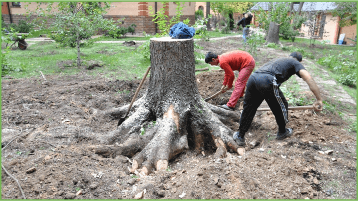 расчистка участка от деревьев и кустарников под строительство дома