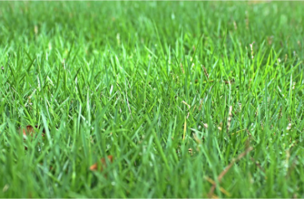 Газонная трава: Красота, экология и преимущества для вашего участка