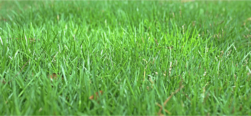 Газонная трава — Ваш путь к идеальному газону