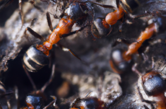 Избавляемся от муравьев народными средствами: эффективные рекомендации